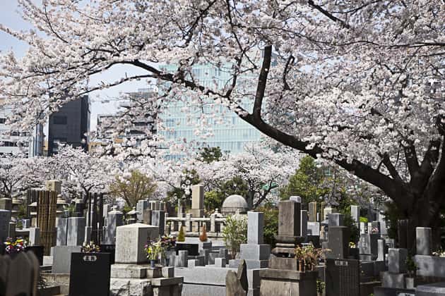 Aoyama Cemetery Sakura Tokyo