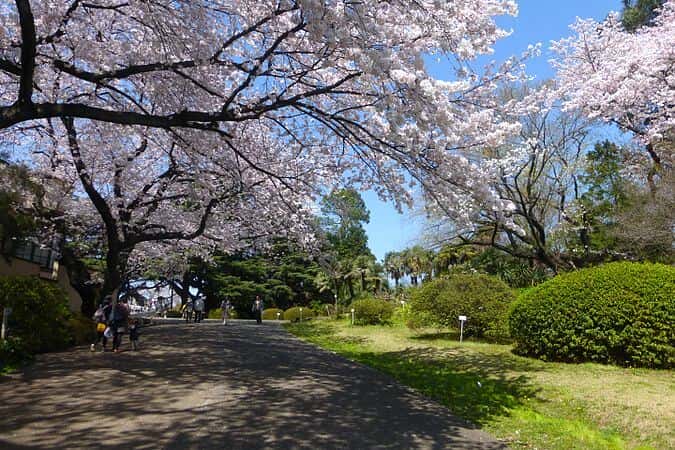 Koishikawa_Botanical_Gardens_-_sakura_-_march31-2015