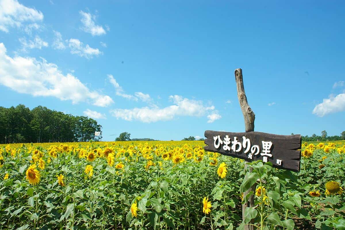 Hokuryu_town_Sunflower_field