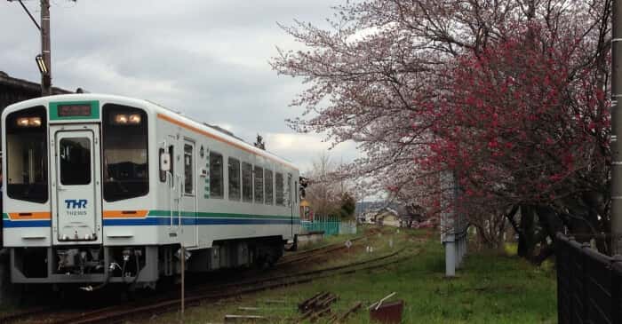 train with sakura