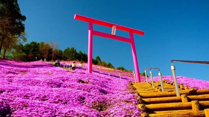 higashimokoto-shiba-zakura-park-pink-torii