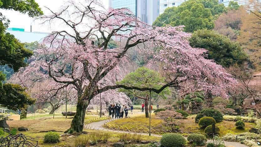 10 สถานที่ 10 งานเทศกาลชมซากุระในโตเกียว สวนโคอิชิกาว่า โคระคุเอ็น  |  Koishikawa Korakuen