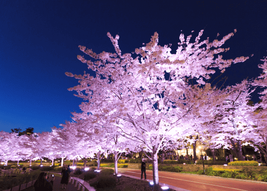 10 สถานที่ 10 งานเทศกาลชมซากุระในโตเกียว โตเกียว มิดทาวน์ รปปงงิ  |  Tokyo Midtown Roppongi