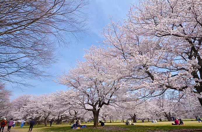 10 สถานที่ 10 งานเทศกาลชมซากุระในโตเกียว สวนโชวะ คิเนน โคเอ็น  |  Showa Memorial Park