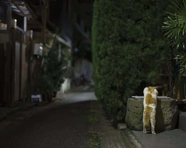 cat_japan
