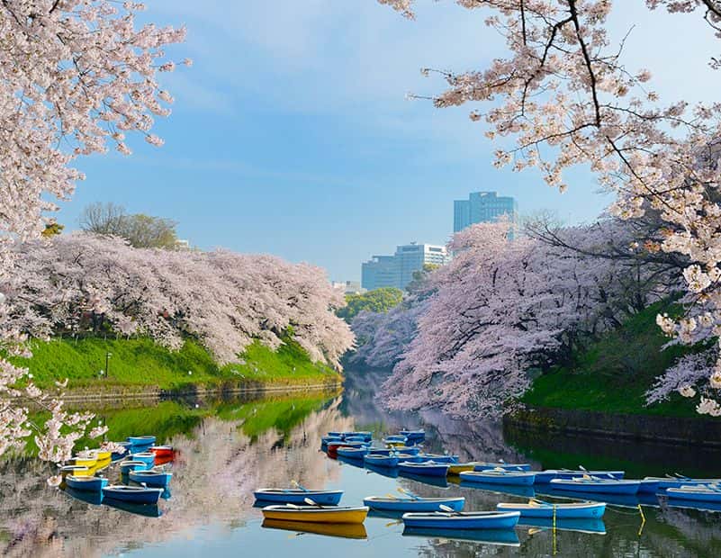10 สถานที่ 10 งานเทศกาลชมซากุระในโตเกียว สวนจิโดริงะฟูจิ  |  Chidorigafuchi 