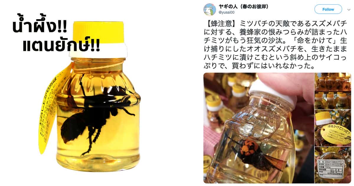 สุดตะลึง!! เมื่อญี่ปุ่นผลิตน้ำผึ้งแช่แตนยักษ์แบบตัวเป็นๆ