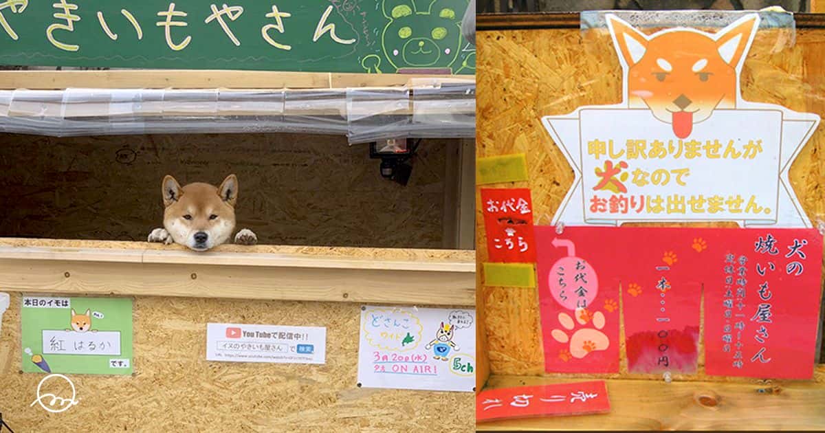เคนคุง” สุนัขพันธุ์ชิบะ โผล่หน้ายิ้มร่า รับเป็นพนักงานซุ้มขายมันเผาญี่ปุ่นเอง  | Jgbthai
