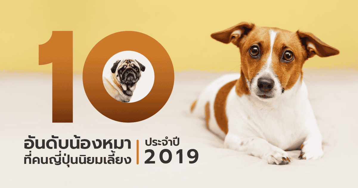 10 อันดับน้องหมาที่คนญี่ปุ่นนิยมเลี้ยง ประจำปี 2019 | Jgbthai