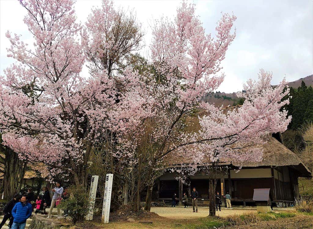 มรดกโลกญี่ปุ่น(UNESCO) เที่ยวหมู่บ้านชิราคาวาโกะ Shirakawa ช่วงหน้าร้อนที่นาโกย่า