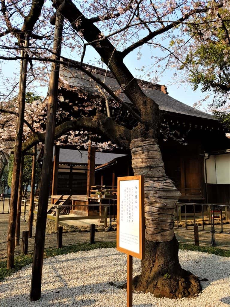ต้นซากุระพยากรณ์โซนโตเกียว บริเวณศาลเจ้า Yasukuni Shrine