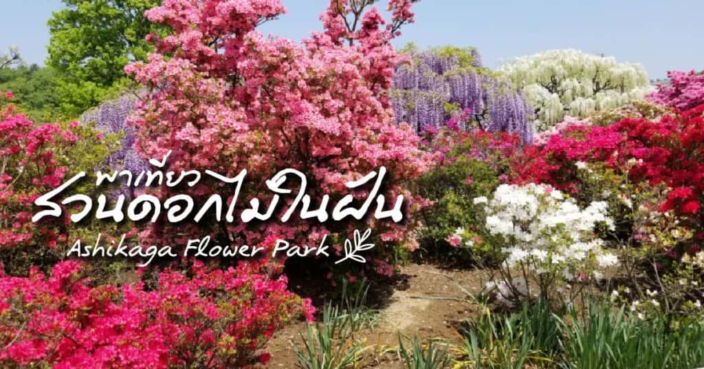 พาเที่ยวสวนดอกไม้ในฝันที่ Ashikaga Flower Park