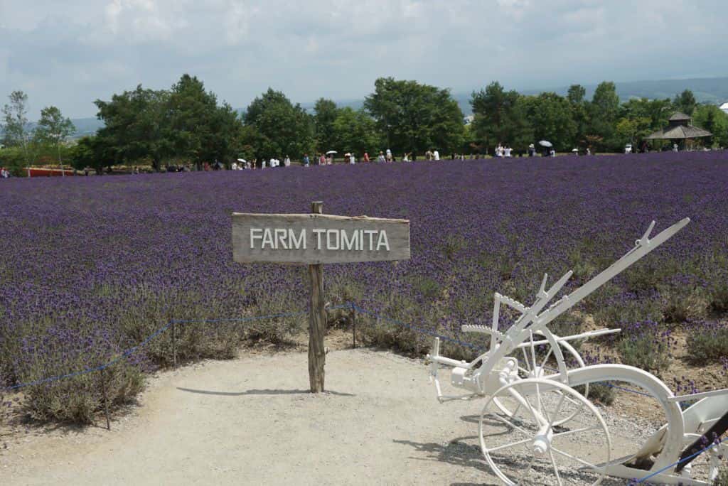 ทุ่งลาเวนเดอร์ที่ฟาร์มโทมิตะ (Tomita Farm)