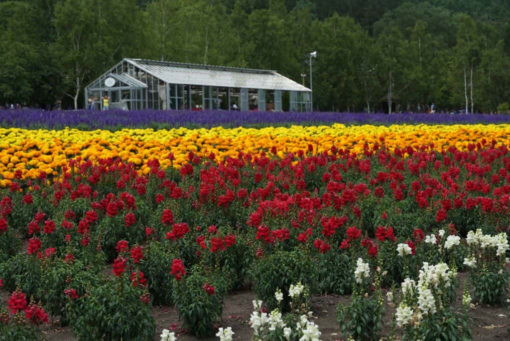 ทุ่งดอกไม้นานาชนิดที่ฟาร์มโทมิตะ (Tomita Farm)