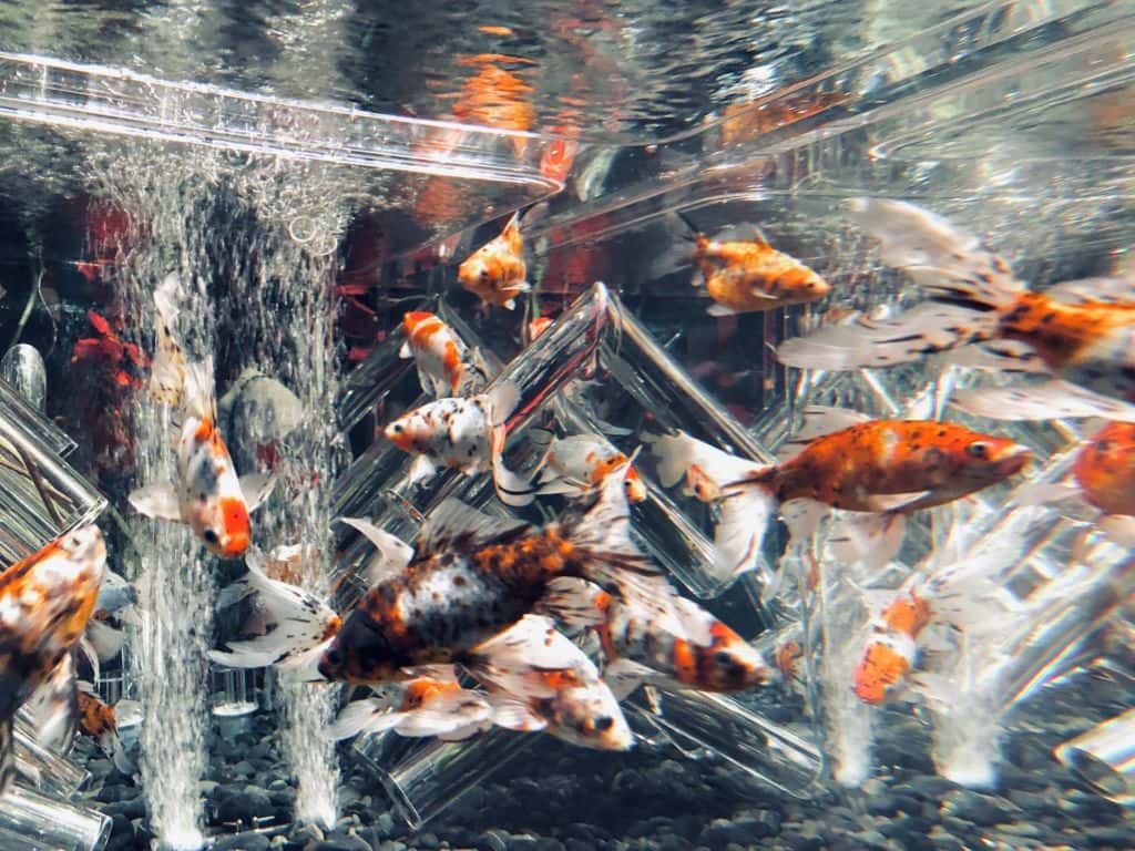 นิทรรศการงานปลาทองที่ Aquarium Tokyo ญี่ปุ่น
