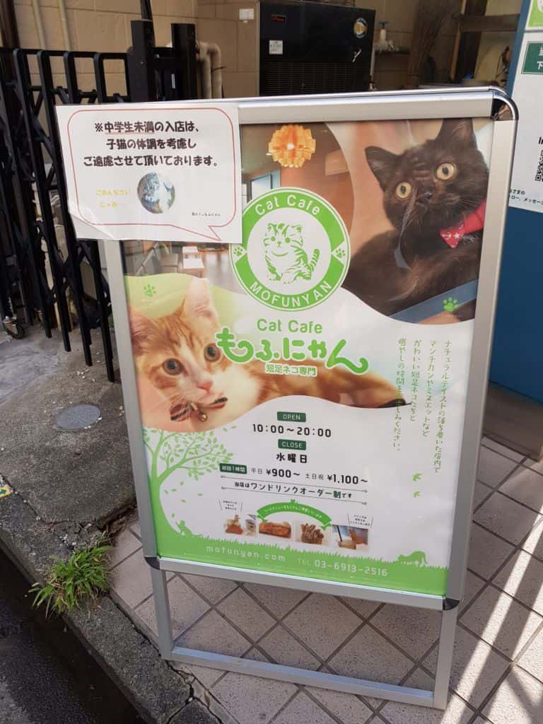 คาเฟ่แมวขาสั้น โมฟุเนี๊ยง โตเกียว 