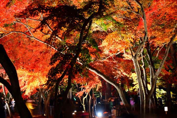 “Nagatoro Autumn Festival 2019” Saitama