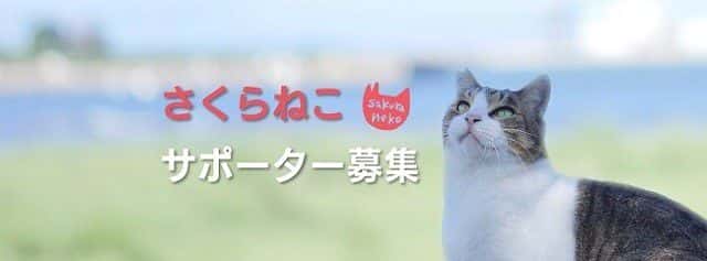 เจ้าแมวหูกลีบซากุระ (SAKURANEKO)