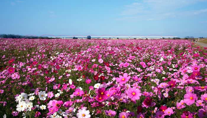 7 เทศกาลชมดอกไม้ใกล้โตเกียว ห้ามพลาดในฤดูใบไม้ร่วง