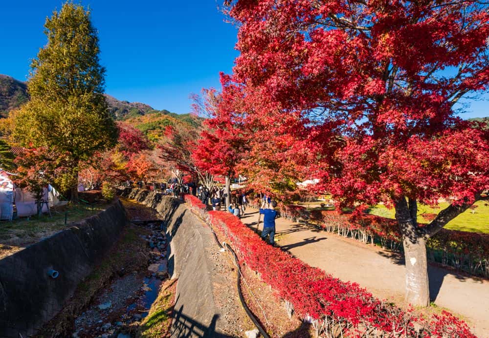  เทศกาลใบไม้เปลี่ยนสีที่คาวากุจิโกะ (Fujikawaguchiko Autumn Leaves Festival)