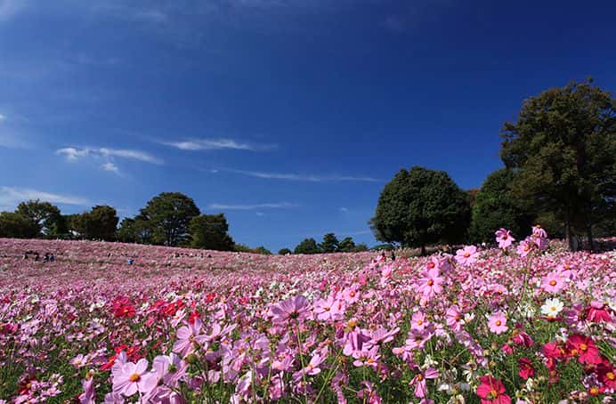 7 เทศกาลชมดอกไม้ใกล้โตเกียว ห้ามพลาดในฤดูใบไม้ร่วง