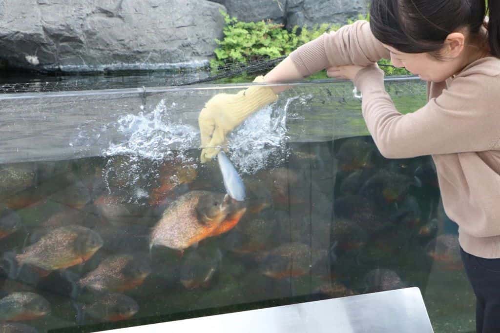 พิพิธภัณฑ์สัตว์น้ำ Sea Paradise จัดกิจกรรมวันฮาโลวีน ชวนชมการแสดงจากเหล่าสัตว์น้อยน่ารักและดอกไม้ไฟสุดอลังการ 