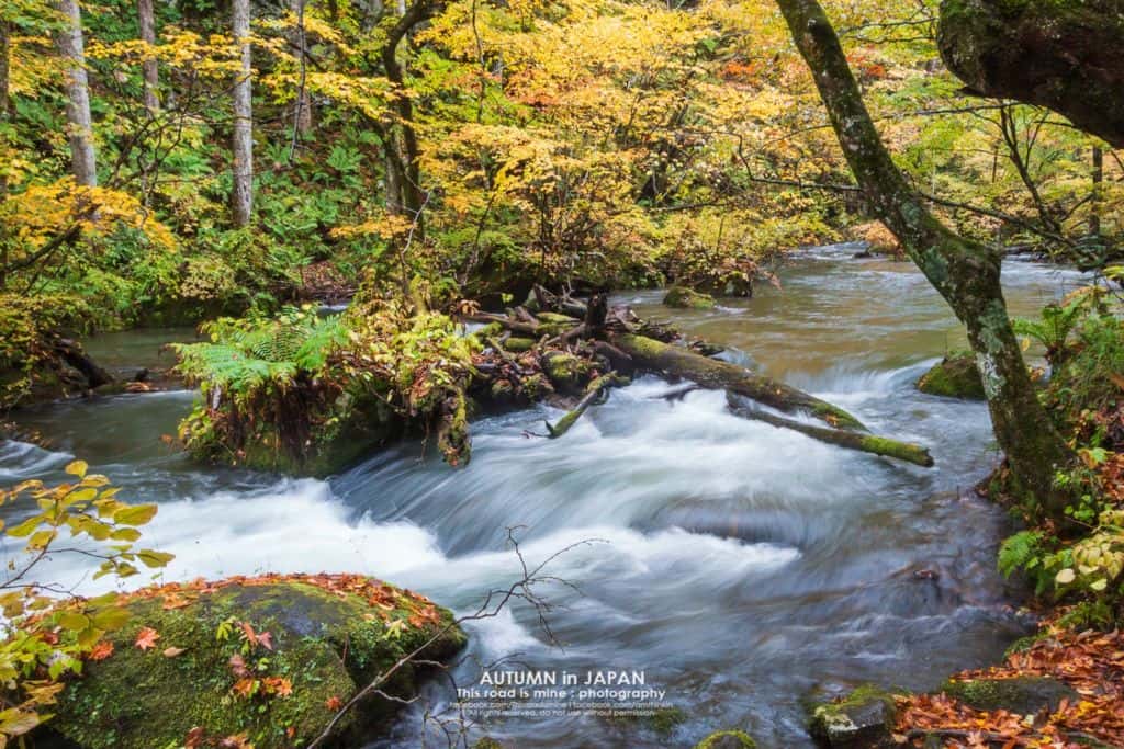 โออิระเสะ (Oirase Stream) เส้นทางเดินป่าชมลำธารน้ำและใบไม้เปลี่ยนสี