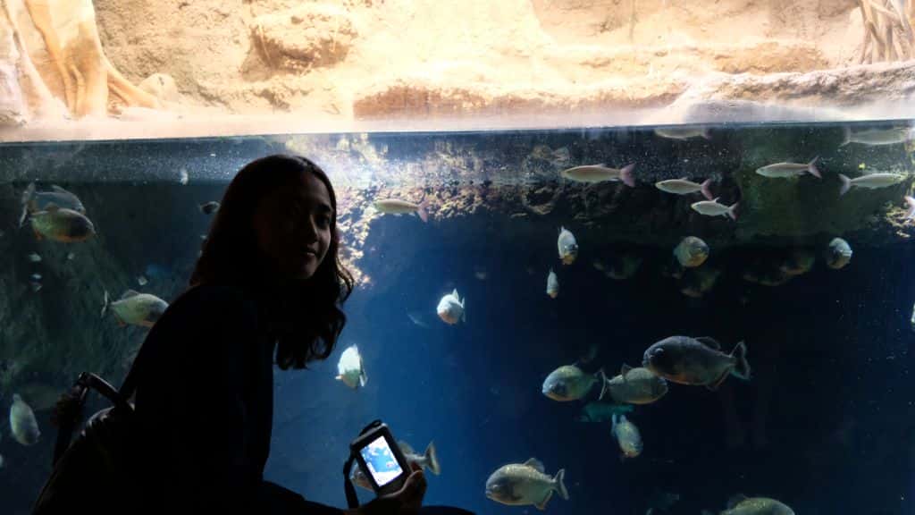 พิพิธภัณฑ์สัตว์น้ำ KAIYAKAN Aquarium โอซาก้า