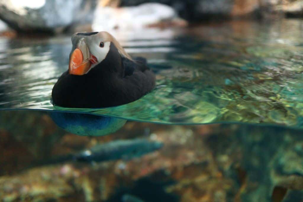 พิพิธภัณฑ์สัตว์น้ำ KAIYAKAN Aquarium โอซาก้า