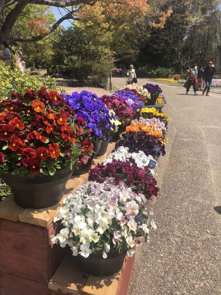 สวนดอกไม้ Nagai botanical garden ที่osaka