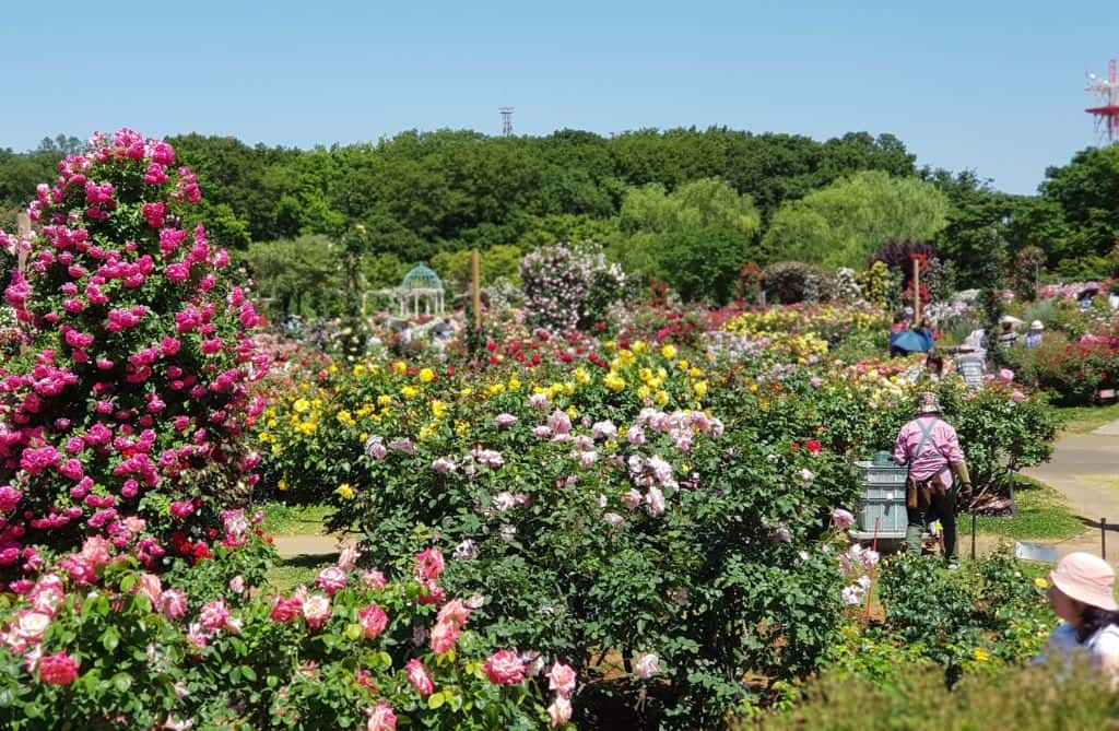 Keisei Rose Garden : พาเที่ยวชมสวนกุหลาบหลายสีสันใกล้โตเกียว | JGBThai