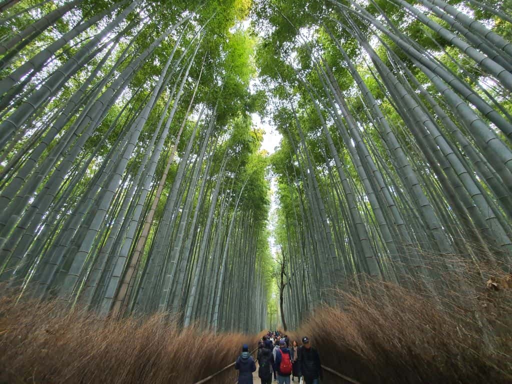 สวนป่าไผ่อาราชิยาม่า Arashiyama