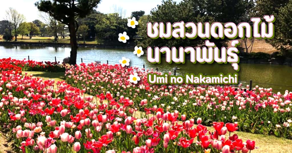 ชมสวนดอกไม้นานาพันธุ์ Umi no Nakamichi